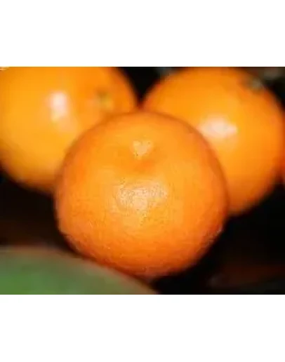 Эксклюзивные wallpapers от SnAKEen Мандарин