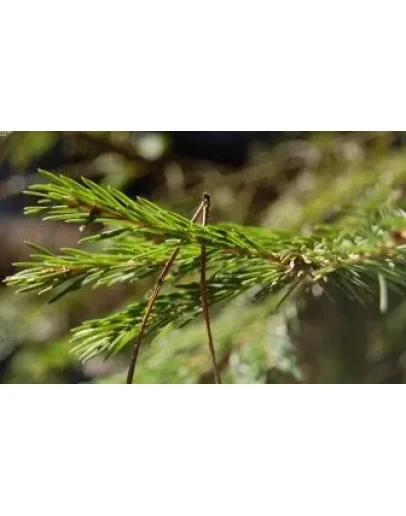 Эксклюзивные wallpapers от SnAKEen Ель