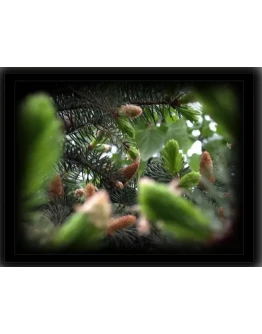 Фотография как вид искусства