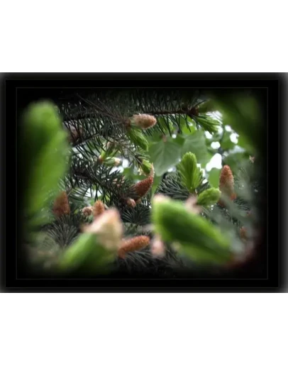 Фотография как вид искусства