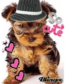 135 анимированных заставок для вашего телефона + БОНУС