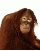 330 прикольных анимированных заставок + БОНУС