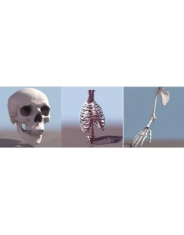 3D модель анатомии человека + БОНУС