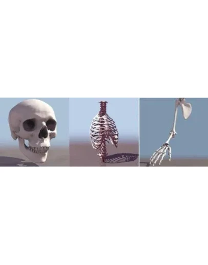 3D модель анатомии человека + БОНУС