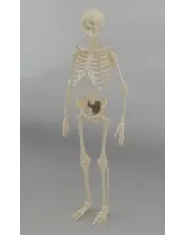 3D модель Скелет + БОНУС