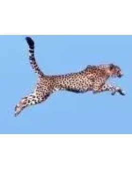 Мультивалютный советник GEPARD 2.5