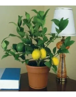 Лимоны на окне + БОНУС