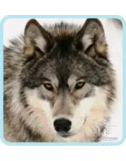 Прощание с Омчаханджой