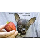 книга рекордов Гиннеса 2009