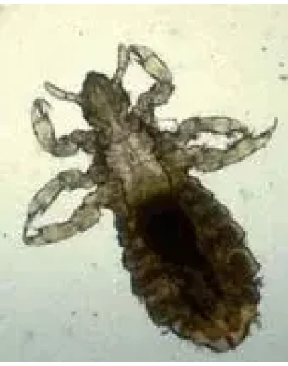 Методические рекомендации 